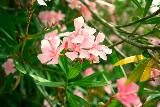 Bellissimi fiori di oleandro rosa chiaro su sfondo sfocato di foglie verdi