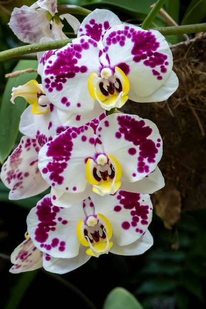 Bellissimi fiori di orchidea che crescono in un orchidario in condizioni controllate