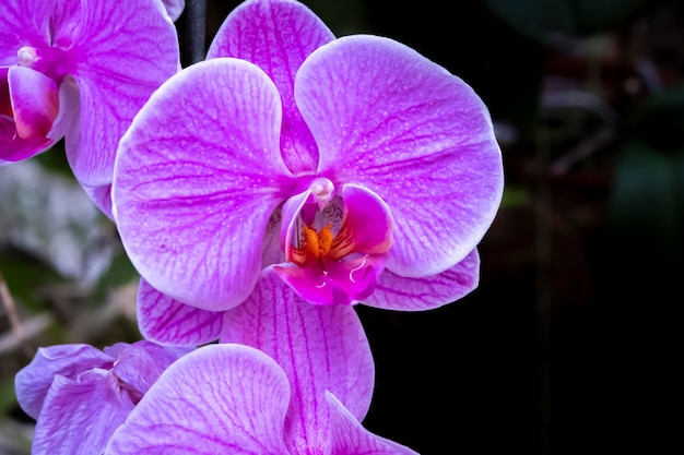 Bellissimi fiori di orchidea che crescono in un orchidario in condizioni controllate