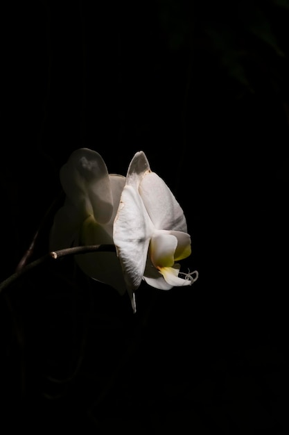 Bellissimi fiori di orchidea che crescono in un orchidario in condizioni controllate