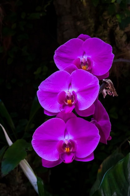 Bellissimi fiori di orchidea che crescono in un orchidario in condizioni controllate