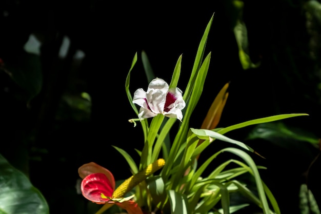 Bellissimi fiori di orchidea che crescono in un orchidario in condizioni controllate