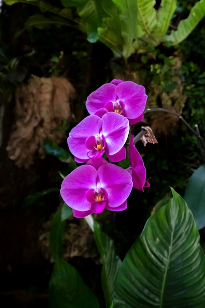 Bellissimi fiori di orchidea che crescono in un orchidario in condizioni controllate