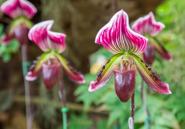 Bellissimi fiori di orchidea Paphiopedilum