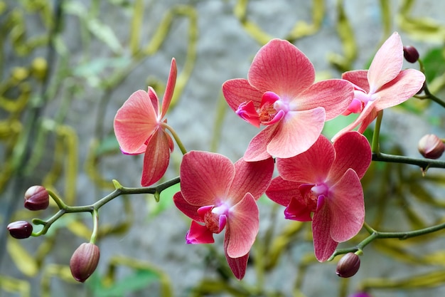 Bellissimi fiori di orchidea rosa-arancio