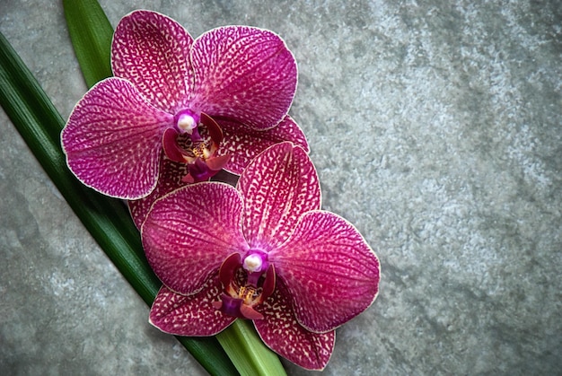 Bellissimi fiori di orchidea su pietra grigia texture beauty zen wellness place per testo o logo