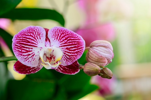 bellissimi fiori di orchidea viola in giardino.