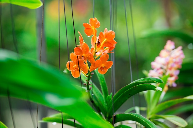 Bellissimi fiori di orchidea