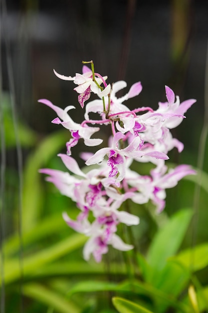 Bellissimi fiori di orchidea