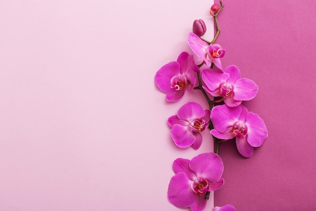 bellissimi fiori di orchidea