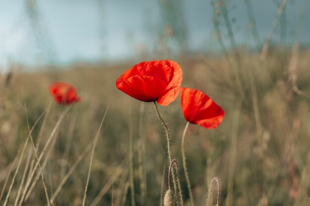 Bellissimi fiori di papavero in fiore nel campo il primo piano del giorno di primavera