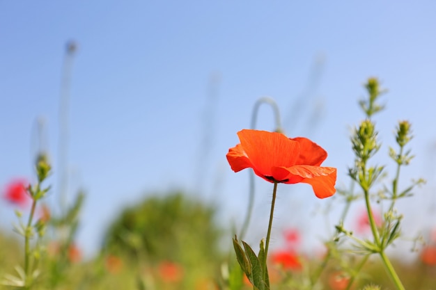 Bellissimi fiori di papavero nel cielo blu