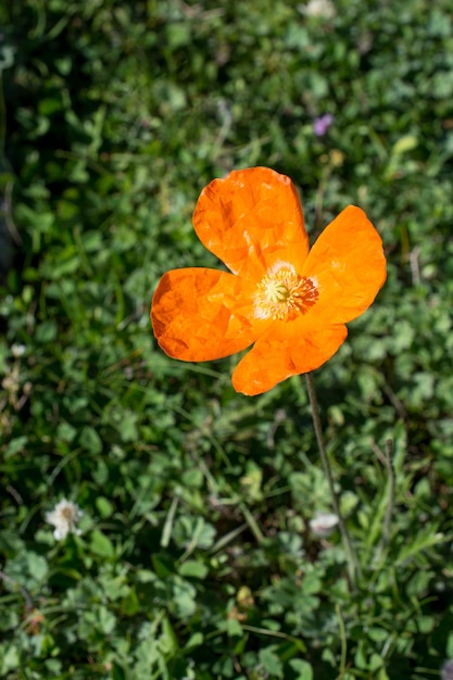 Bellissimi fiori di papavero orientali in natura