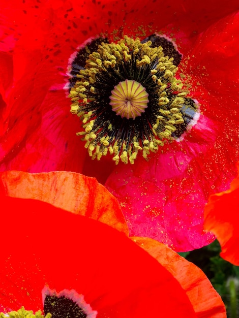 Bellissimi fiori di papavero rosso da vicino