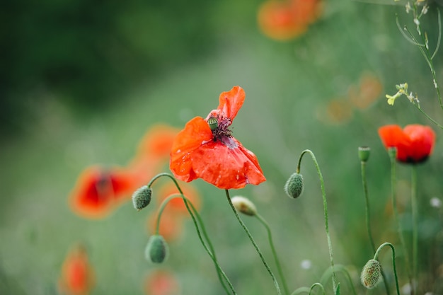 Bellissimi fiori di papavero rosso nel verde.