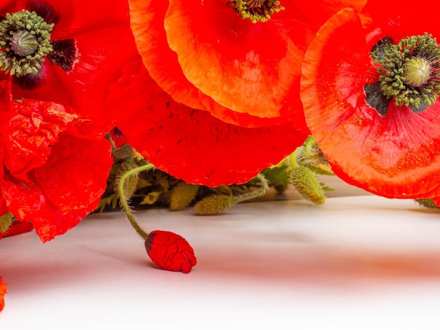 Bellissimi fiori di papavero rosso su sfondo bianco