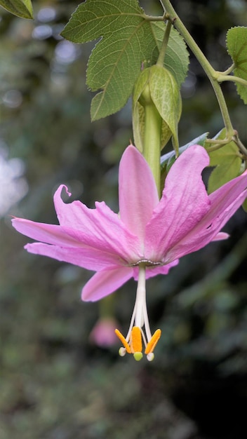 Bellissimi fiori di Passiflora tripartita noto anche come banana passiflora poka passionfruit