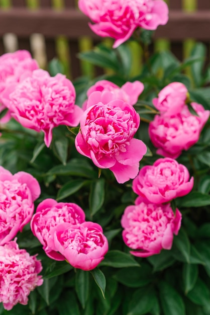 Bellissimi fiori di peonia erbacea rosa nel giardino estivo