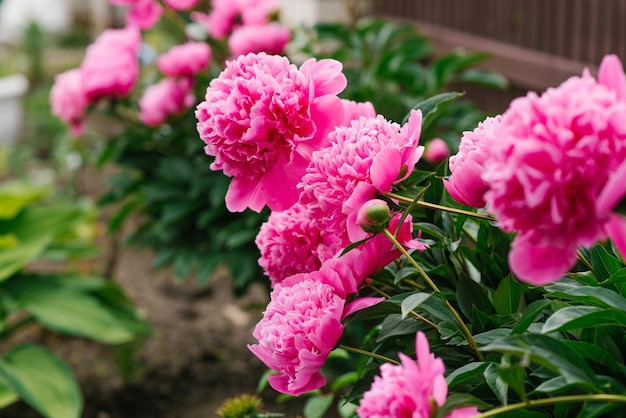 Bellissimi fiori di peonia erbacea rosa nel giardino estivo