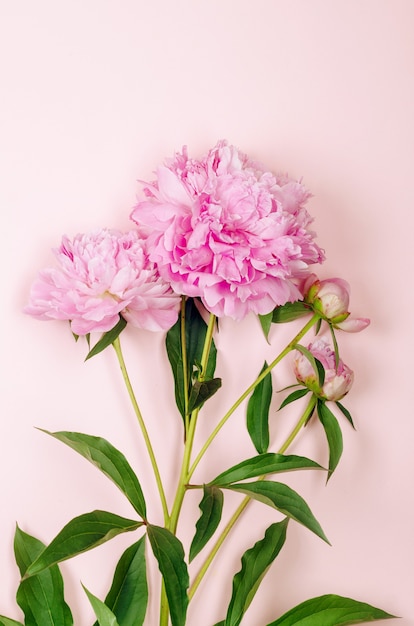 Bellissimi fiori di peonia rosa su sfondo rosa pastello con posto per il testo