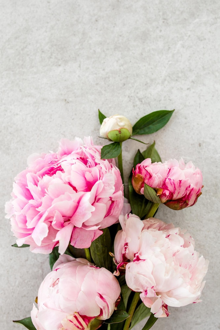 Foto bellissimi fiori di peonia rosa su un tavolo di pietra grigia con spazio di copia per il tuo testo vista superiore in stile piatto
