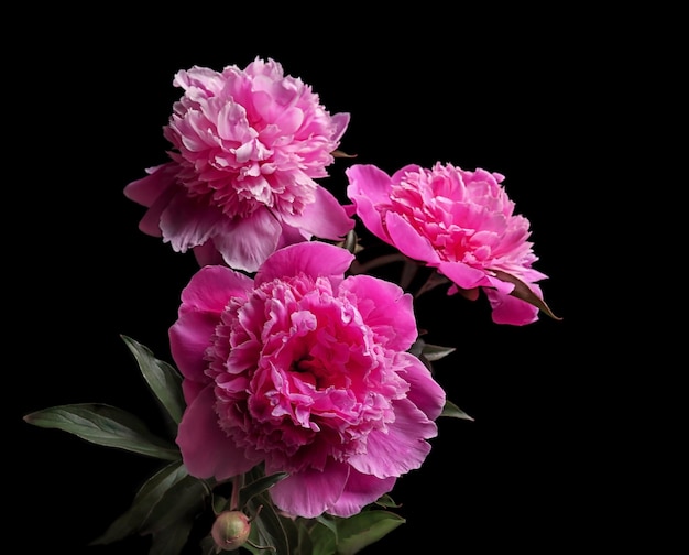 Bellissimi fiori di peonia su sfondo scuro