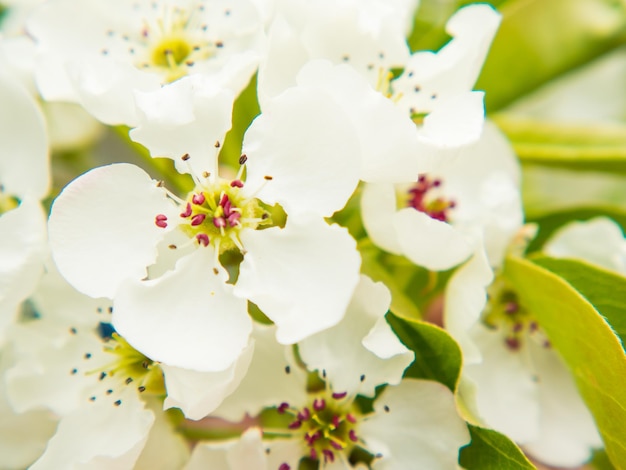 Bellissimi fiori di pera su uno sfondo sfocato e calmo spazio per la copia del fiore di pera