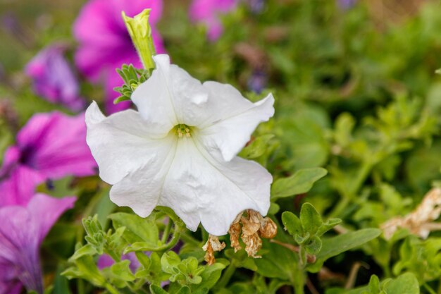 Bellissimi fiori di petunia bianchi e rosa