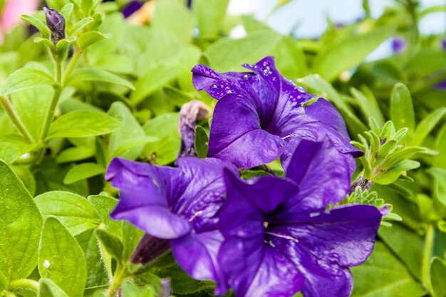 Bellissimi fiori di petunia con gocce d'acqua dopo una pioggia