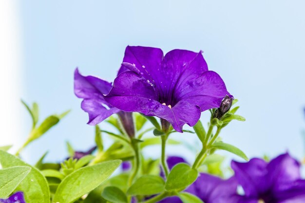 Bellissimi fiori di petunia con gocce d'acqua dopo una pioggia