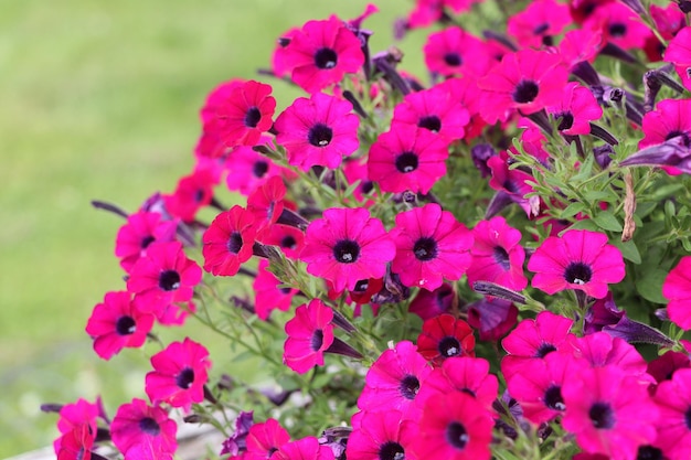 Bellissimi fiori di petunia rosa su uno sfondo verde