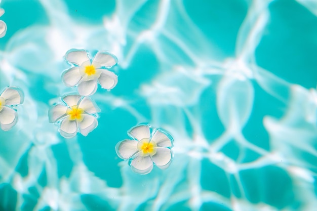 Bellissimi fiori di plumeria bianca sono nell'acqua iridescente, primo piano, sfondo