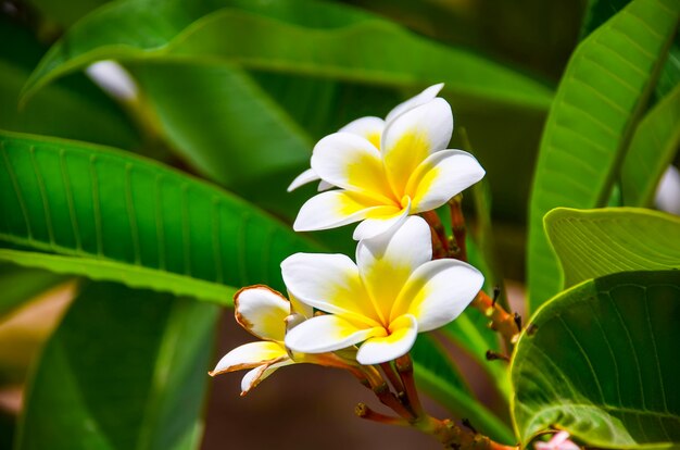 Bellissimi fiori di plumeria in un hotel sulla costa dell'Egitto