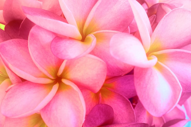 Bellissimi fiori di Plumeria rosa sullo sfondo