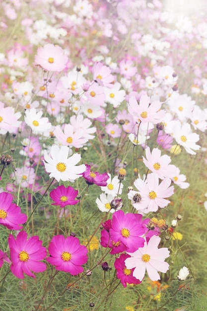 Bellissimi fiori di prato Cosmo, grande radura eterogenea