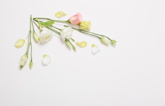 Bellissimi fiori di primavera su sfondo bianco