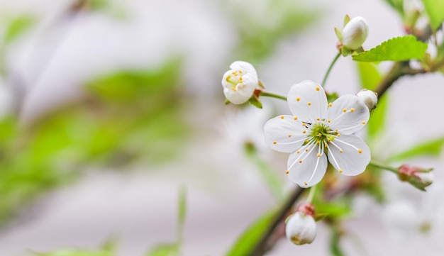 Bellissimi fiori di prugna bianca nel giardino primaverile