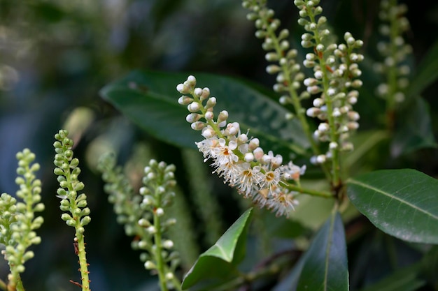 Bellissimi fiori di prunus caucasica laurocerasus prugna ornamentale Infiorescenze di piccoli fiori bianchi su un ramo