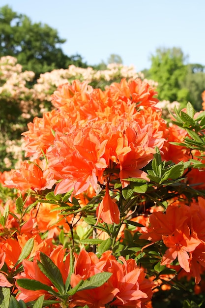 Bellissimi fiori di rododendro nel parco primaverile La stagione di fioritura delle azalee e dei rododendri