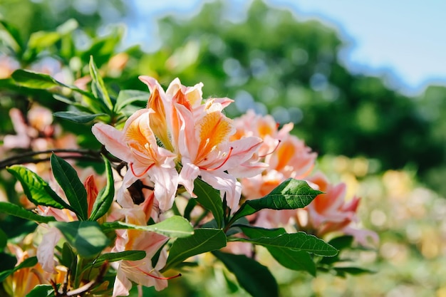 Bellissimi fiori di rododendro nel parco primaverile La stagione di fioritura delle azalee e dei rododendri