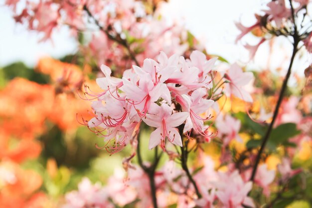 Bellissimi fiori di rododendro nel parco primaverile La stagione di fioritura delle azalee e dei rododendri