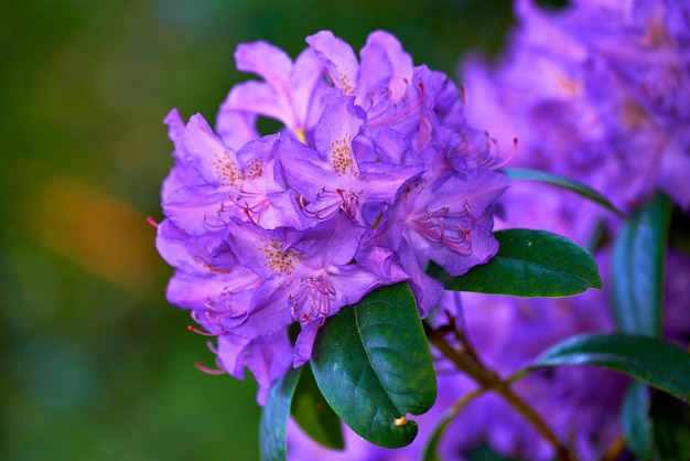 Bellissimi fiori di rododendro viola e in erba che crescono in un giardino sul retro in estate Primo piano di piante da fiore frondose che si aprono e sbocciano in un parco o un campo in natura durante la primavera