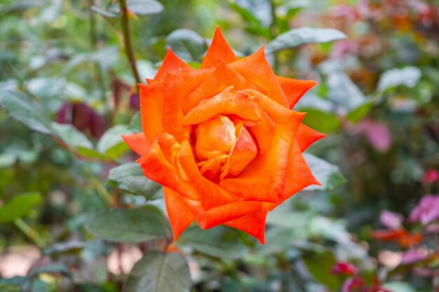 Bellissimi fiori di rosa nella piantagione di serra