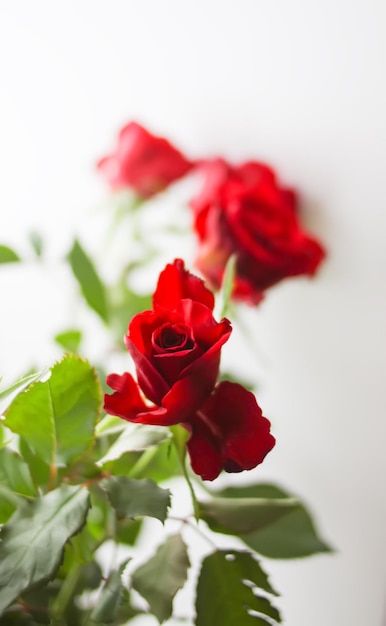 Bellissimi fiori di rosa rossa brillante