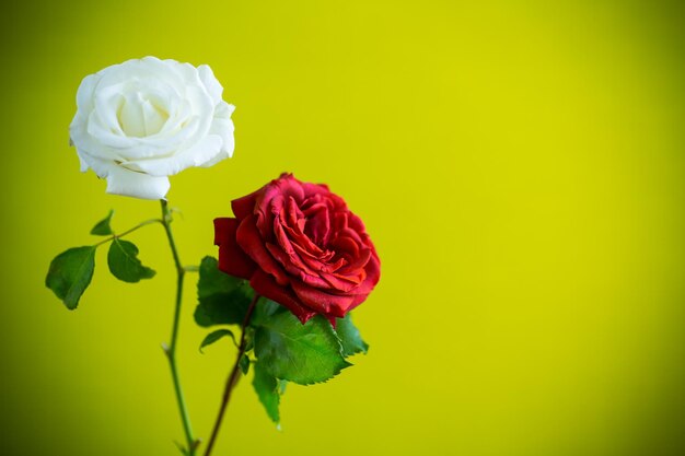 Bellissimi fiori di rosa rossa e bianca in fiore isolati su sfondo verde