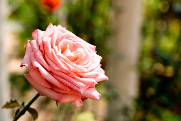 bellissimi fiori di rosa