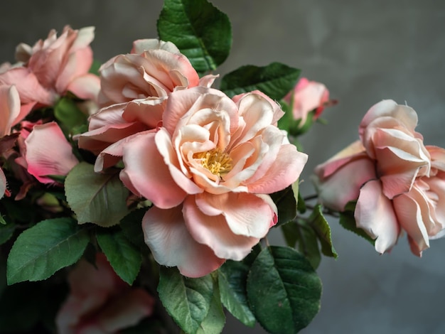 Bellissimi fiori di rose rosa vintage