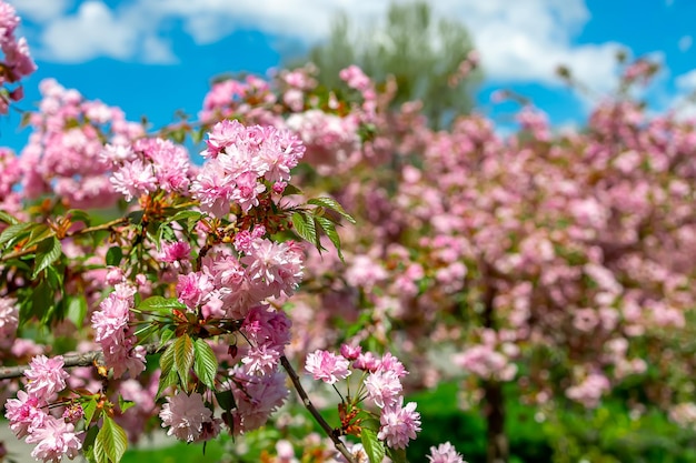 Bellissimi fiori di sakura rosa sbocciano in primavera nel parco