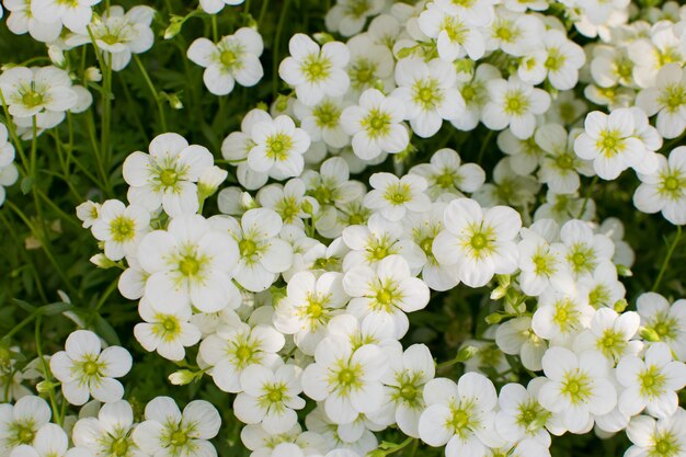 Bellissimi fiori di Saxifraga Paniculata