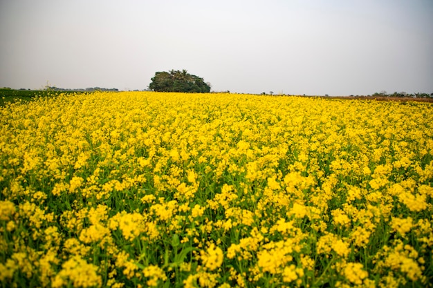 Bellissimi fiori di senape gialla nella vista del paesaggio naturale del campo